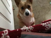 Athena, a female Pembroke Welsh Corgi for sale in Auburndale, FL – Photo 1 of 6