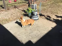 Athena, a female Pembroke Welsh Corgi for sale in Auburndale, FL – Photo 4 of 6