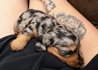 Margot, a female Miniature Dachshund for sale in Mchenry, IL – 1 of 9