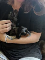 Lydia , a female Miniature Dachshund for sale in Mchenry, IL – 6 of 7