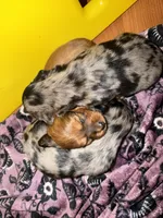 Lydia , a female Miniature Dachshund for sale in Mchenry, IL – 7 of 7
