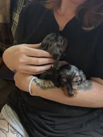 Lydia , a female Miniature Dachshund for sale in Mchenry, IL – 4 of 7