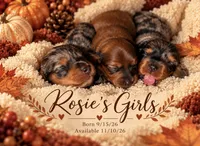 Margot, a female Miniature Dachshund for sale in Mchenry, IL – 4 of 9