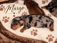 Margot, a female Miniature Dachshund for sale in Mchenry, IL – 2 of 9