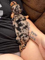 Margot, a female Miniature Dachshund for sale in Mchenry, IL – 9 of 9