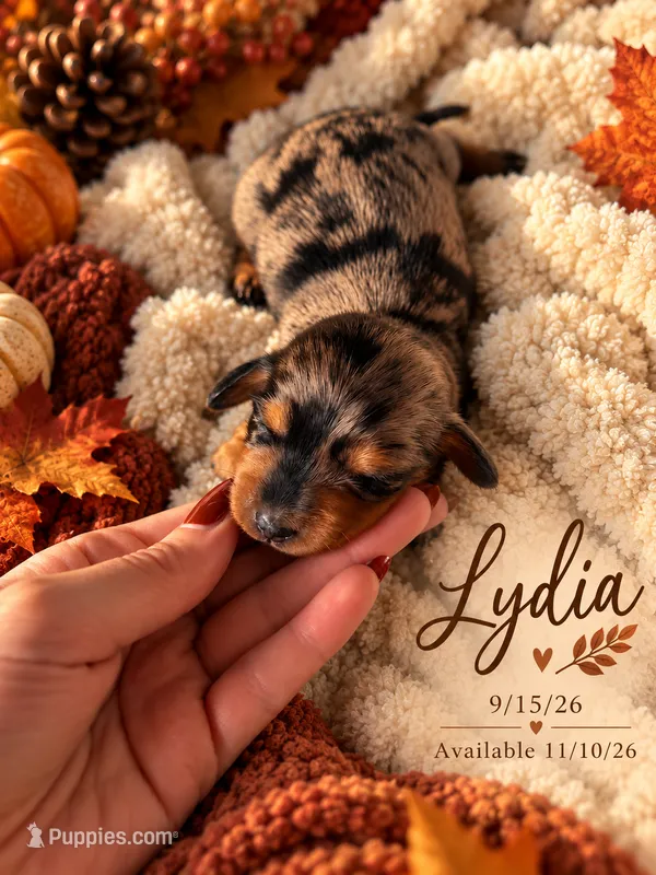 Lydia  – Miniature Dachshund puppy for sale in Mchenry, IL