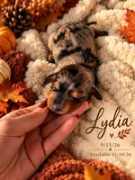 Lydia , a female Miniature Dachshund for sale in Mchenry, IL – 2 of 7