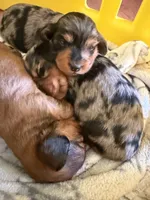 Lydia , a female Miniature Dachshund for sale in Mchenry, IL – 3 of 7