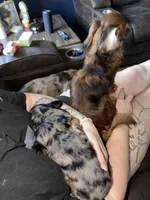 Margot, a female Miniature Dachshund for sale in Mchenry, IL – 7 of 9