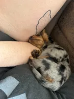 Margot, a female Miniature Dachshund for sale in Mchenry, IL – 6 of 9