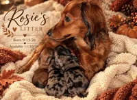 Margot, a female Miniature Dachshund for sale in Mchenry, IL – 8 of 9