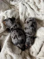 Margot, a female Miniature Dachshund for sale in Mchenry, IL – 5 of 9
