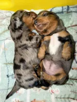 Margot, a female Miniature Dachshund for sale in Mchenry, IL – 3 of 9