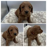 Maple, a female Goldendoodle for sale in Spartanburg, SC – Photo 2 of 2