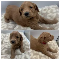 Rosie, a female Goldendoodle for sale in Spartanburg, SC – Photo 2 of 2