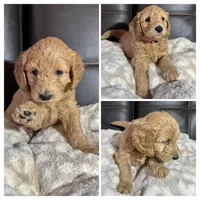 Rosie, a female Goldendoodle for sale in Spartanburg, SC – Photo 1 of 2