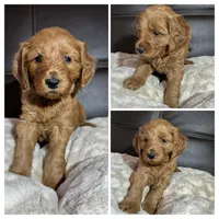 Milo, a male Goldendoodle for sale in Spartanburg, SC – Photo 1 of 2