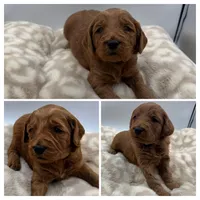 Milo, a male Goldendoodle for sale in Spartanburg, SC – Photo 2 of 2