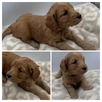 Ruby, a female Goldendoodle for sale in Spartanburg, SC – Photo 2 of 2