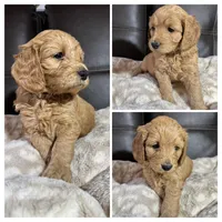 Ruby, a female Goldendoodle for sale in Spartanburg, SC – Photo 1 of 2