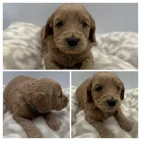 Cooper, a male Goldendoodle for sale in Spartanburg, SC – Photo 2 of 2