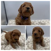 Luna, a female Goldendoodle for sale in Spartanburg, SC – Photo 2 of 2