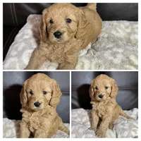 Pearl, a female Goldendoodle for sale in Spartanburg, SC – Photo 1 of 2