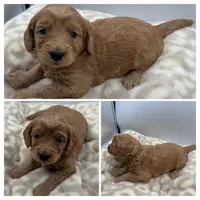 Pearl, a female Goldendoodle for sale in Spartanburg, SC – Photo 2 of 2