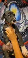TRIPOMETER, a female Great Dane for sale in Baltimore, MD – 5 of 5