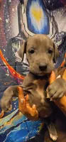 RELIEF, a female Great Dane for sale in Baltimore, MD – 3 of 5