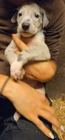 HOPE, a female Great Dane for sale in Baltimore, MD – 1 of 5
