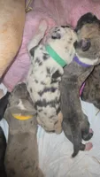 MILES, a male Great Dane for sale in Baltimore, MD – 3 of 3
