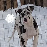 HeartStrings, a female Great Dane for sale in Baltimore, MD – Photo 1 of 4