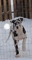 HeartStrings, a female Great Dane for sale in Baltimore, MD – Photo 1 of 2