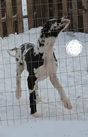 HeartStrings, a female Great Dane for sale in Baltimore, MD – Photo 4 of 4