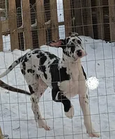 HeartStrings, a female Great Dane for sale in Baltimore, MD – Photo 3 of 4