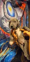 HOTEL, a male Great Dane for sale in Baltimore, MD – 5 of 5