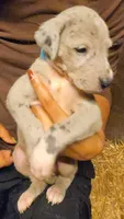 HOPE, a female Great Dane for sale in Baltimore, MD – 2 of 5