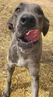 Calypso , a female Great Dane for sale in Baltimore, MD – Photo 1 of 3