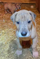 MAY Female 2, a  Great Dane for sale in Baltimore, MD – Photo 2 of 2