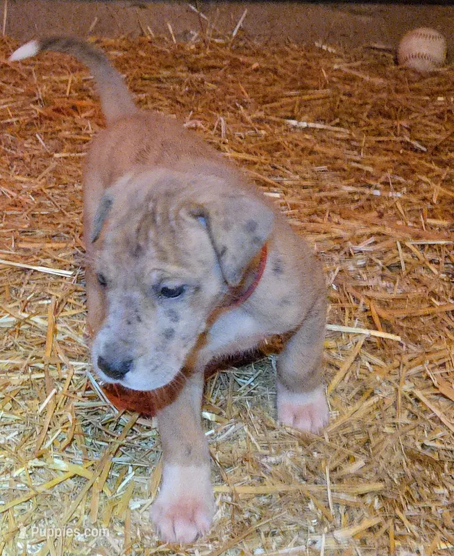 MAY Female 2 – Great Dane puppy for sale in Baltimore, MD