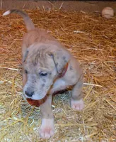 MAY Female 2, a  Great Dane for sale in Baltimore, MD – Photo 1 of 2