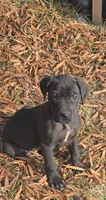 ChickaFlicka , a female Great Dane for sale in Baltimore, MD – Photo 2 of 3
