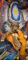 MEALS, a female Great Dane for sale in Baltimore, MD – 4 of 5