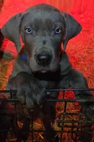 Apple Pie, a female Great Dane for sale in Baltimore, MD – Photo 3 of 3