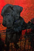 Apple Pie, a female Great Dane for sale in Baltimore, MD – Photo 1 of 3