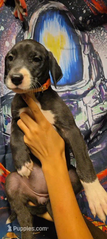 TRIPOMETER – Great Dane puppy for sale in Baltimore, MD