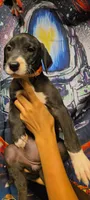 TRIPOMETER, a female Great Dane for sale in Baltimore, MD – 1 of 5