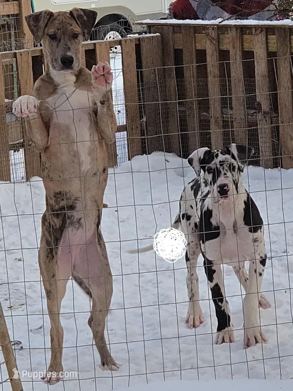 Loyalty – Great Dane puppy for sale in Baltimore, MD
