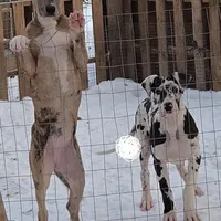 Loyalty, a female Great Dane for sale in Baltimore, MD – Photo 1 of 5